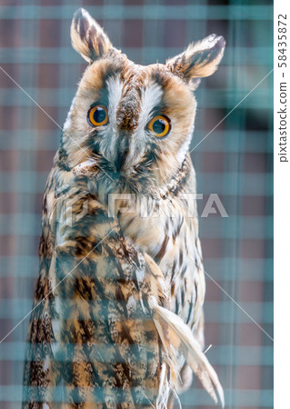 Long-eared Owl posing behind bars Long-eared Owl posing behind bars 58435872