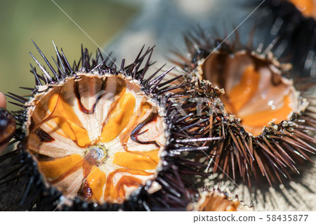 Fresh sea urchins, ricci di mare, on a rock, close up Fresh sea urchins, ricci di mare, on a rock, close up 58435877