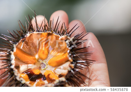 Fresh sea urchins, ricci di mare, on a rock, close up Fresh sea urchins, ricci di mare, on a rock, close up 58435878