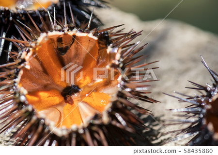 Fresh sea urchins, ricci di mare, on a rock, natural light 58435880