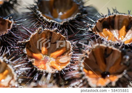 Fresh sea urchins, ricci di mare, on a rock, close up 58435881
