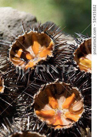 Fresh sea urchins, ricci di mare, on a rock, close up, natural light Fresh sea urchins, ricci di mare, on a rock, close up, natural light 58435882