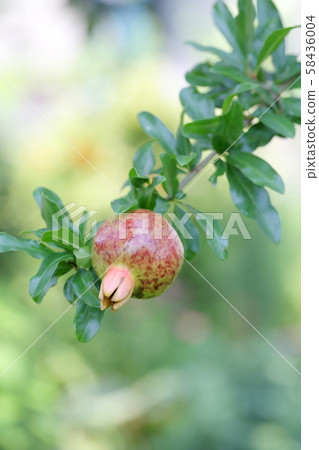 Pomegranate fruit 58436004