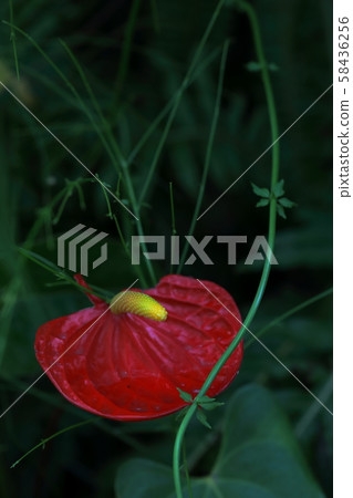 Anthurium 58436256