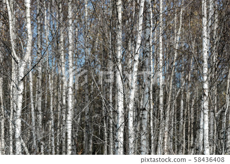 Birch trees 58436408