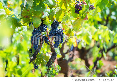 Ripe purple grapes with leaves in natural condition, the vineyard of Puglia of Primitivo grape grows in southern Italy, particularly Salento Ripe purple grapes with leaves in natural condition, the vineyard of Puglia of Primitivo grape grows in southern Italy, particularly Salento 58437032