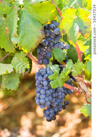 Ripe purple grapes with leaves in natural condition, the vineyard of Puglia of Primitivo grape grows in southern Italy, particularly Salento Ripe purple grapes with leaves in natural condition, the vineyard of Puglia of Primitivo grape grows in southern Italy, particularly Salento 58437034