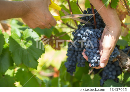 Ripe purple grapes with leaves in natural condition, the vineyard of Puglia of Primitivo grape grows in southern Italy, particularly Salento Ripe purple grapes with leaves in natural condition, the vineyard of Puglia of Primitivo grape grows in southern Italy, particularly Salento 58437035