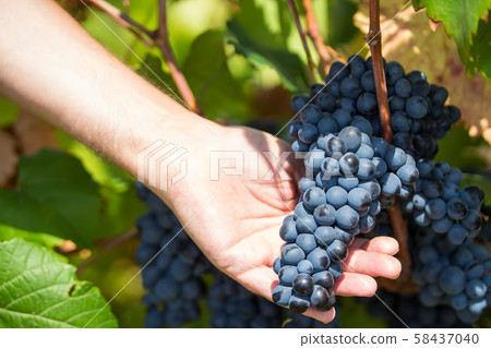 Grapes harvest. Farmers hands with freshly. Ripe purple grapes with leaves in natural condition, the vineyard of Puglia of Primitivo grape grows in southern Italy, particularly Salento Grapes harvest. Farmers hands with freshly. Ripe purple grapes with leaves in natural condition, the vineyard of Puglia of Primitivo grape grows in southern Italy, particularly Salento 58437040