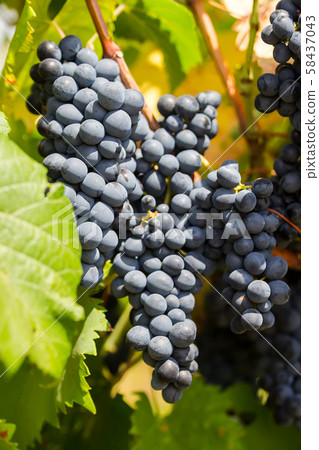 Ripe purple grapes with leaves in natural condition, the vineyard of Puglia of Primitivo grape grows in southern Italy, particularly Salento Ripe purple grapes with leaves in natural condition, the vineyard of Puglia of Primitivo grape grows in southern Italy, particularly Salento 58437043
