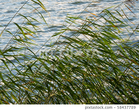Natural background with reed leaves near the water Natural background with reed leaves near the water 58437789