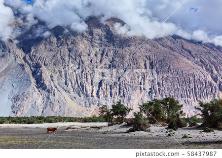 Nubra valley, Ladakh, India Nubra valley, Ladakh, India 58437987