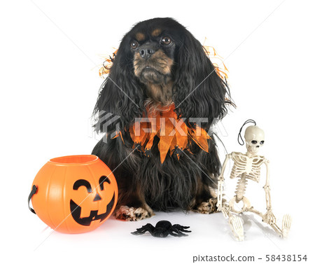 cavalier king charles cavalier king charles 58438154