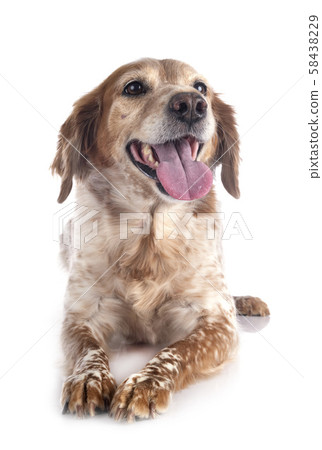 brittany dog in studio brittany dog in studio 58438229