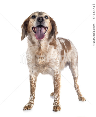 brittany dog in studio brittany dog in studio 58438231
