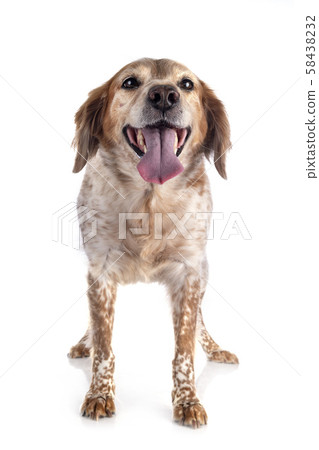 brittany dog in studio brittany dog in studio 58438232
