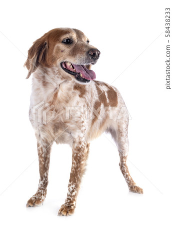 brittany dog in studio 58438233