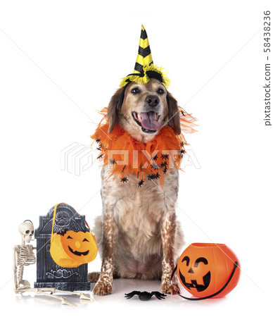 brittany dog in studio brittany dog in studio 58438236