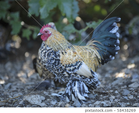 Booted Bantam in nature 58438269