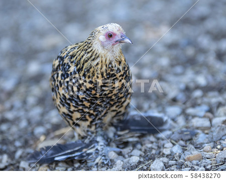 Booted Bantam in nature Booted Bantam in nature 58438270