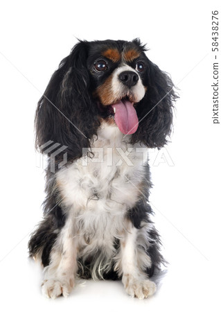 cavalier king charles cavalier king charles 58438276