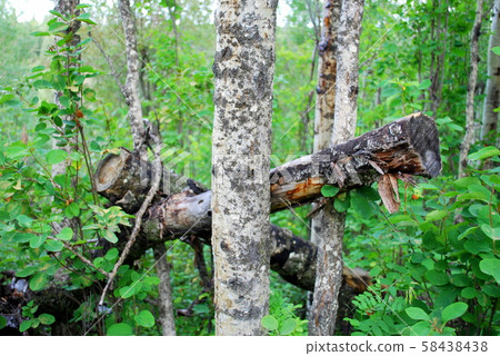 Timber in the forest 58438438