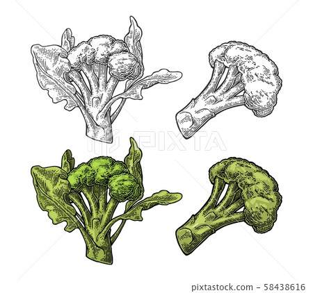 Broccoli with leaf.Vector engraving vintage color 58438616