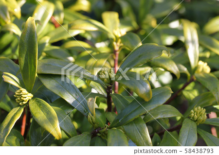 Shirobanjinchoge flower buds and raindrops Shirobanjinchoge flower buds and raindrops 58438793