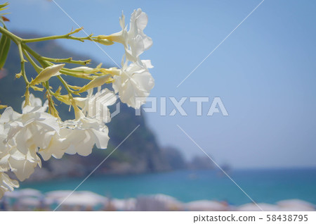 Sea and flowers. Sea and flowers. 58438795