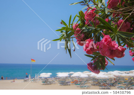 Sea and flowers. 58438796
