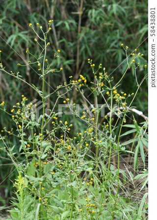 Coensenga (grasshopper) Coensenga (grasshopper) 58438801