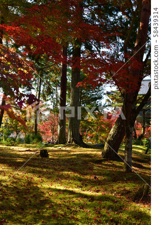 Autumn leaves of Nanzenji 58439314