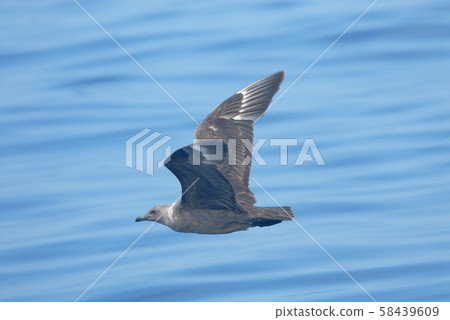 一隻巨大的海鷗在海中飛行（北海道） 58439609