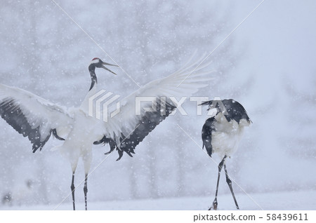 Two cranes dancing in the snow (Tsurui, Hokkaido) 58439611