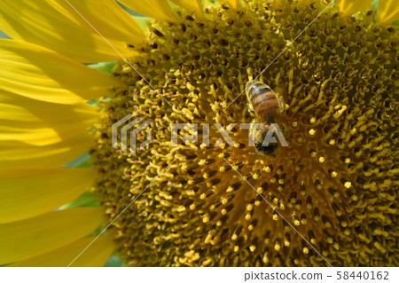 Niigata Prefecture Japan Summer Sunflower 2 Bee 58440162