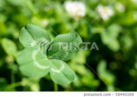 Fortune four leaf clover Fortune four leaf clover 58440169