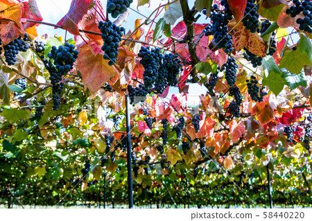 Fruitful autumn grape Fruitful autumn grape 58440220
