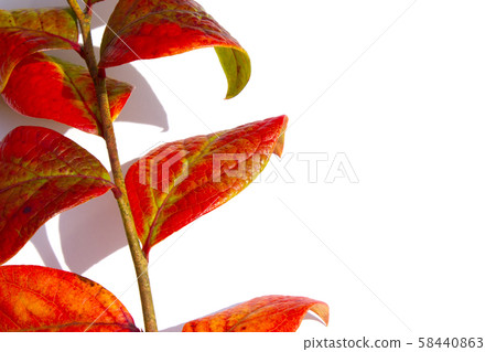 藍莓葉 藍莓葉 58440863