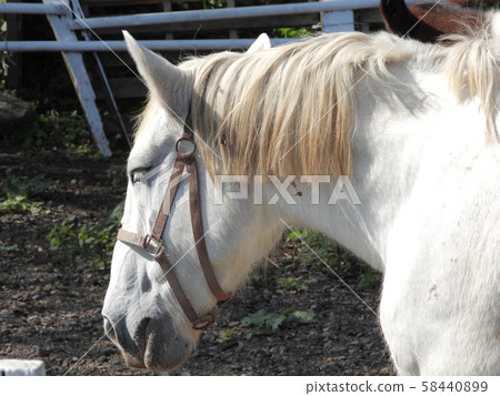 At the ranch At the ranch 58440899