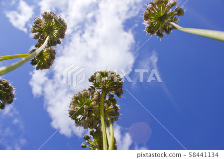 Leek flowers Leek flowers 58441134