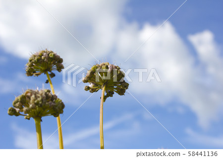 Leek flowers Leek flowers 58441136