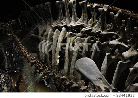 Bone forest 58441938