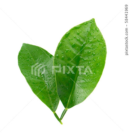 Lemon leaves with drops isolated on white background. Branch of citrus leaf. Part of tropical plant Lemon leaves with drops isolated on white background. Branch of citrus leaf. Part of tropical plant 58441969
