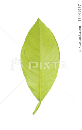 Lemon leaves isolated on white background. Branch of citrus leaf. Part of tropical plant. Top view. Lemon leaves isolated on white background. Branch of citrus leaf. Part of tropical plant. Top view. 58441987
