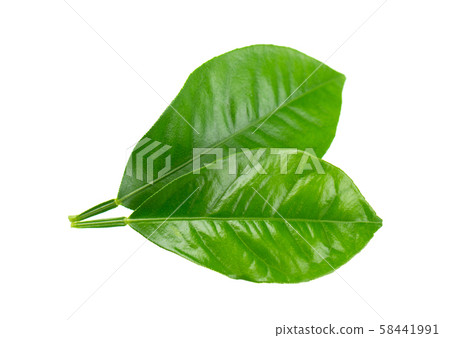 Lemon leaves isolated on white background. Branch of citrus leaf. Part of tropical plant. Top view. Lemon leaves isolated on white background. Branch of citrus leaf. Part of tropical plant. Top view. 58441991