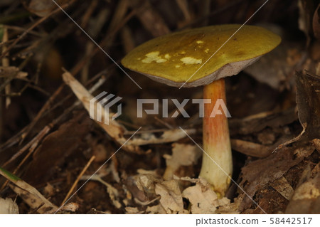 Natural bamboo Akebono Awatake, the back of the umbrella is a pale-colored sponge. The whole pattern is pale red and the root of the handle is yellow 58442517