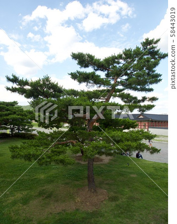 Korean pine tree, pine tree pine 58443019