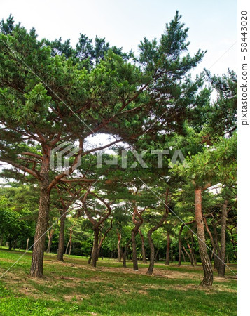 Korean pine tree, pine tree pine 58443020