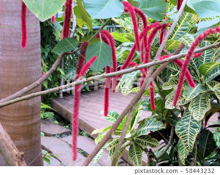 Benihimonoki / Yumenoshima Tropical Botanical Museum 58443232