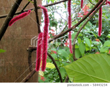 Benihimonoki / Yumenoshima Tropical Botanical Museum 58443234